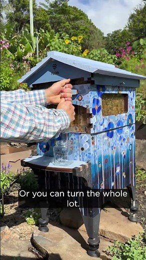Flow Hive honey harvest 🍯