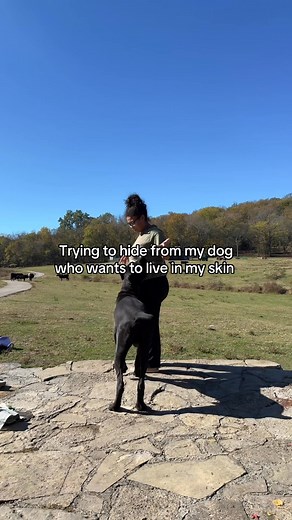 21K views · 200 reactions | Gotti please give me six feet, stinky man. #fblifestyle. #canecoro #canecorsoitaliano #mastiff #largedogbreeds #dogmom #family #farm #homestead #comment #viral #explore #canecorsolove | Sanjari G. | Facebook