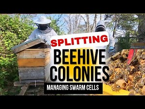 How to Split Honey Beehives and Swarm control (AUDIO FIXED**)
