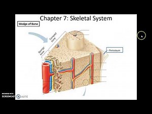 Human Anatomy & Physiology: Chapter 7 Part 1 Skeletal System