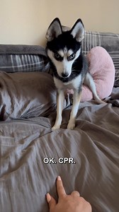 29M views · 516K reactions | Dog learning CPR is the cutest 殺 | Rocky Kanaka | Facebook