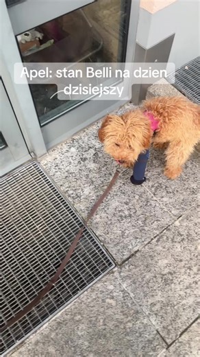 Belli blizna, sie rozeszła. Opanowałam sytuacje do jutra. Jutro obowiązkowo weterynarz.. Prosimy was o wpłaty, złotówki. LINK W BIO Cel zbiórki: 10 000 zł • rehabilitację (fizjoterapia, specjalistyczne zabiegi), • dalsze kontrole weterynaryjne i ortopedyczne.#piesek #pudel #pies