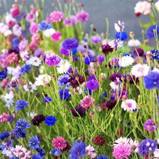 250 Cornflower Bachelor Button Seeds Tall Mix for Planting | Classic Blue Garden Flowers - Etsy