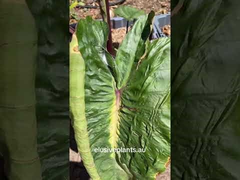 The best way to grow Colocasia!