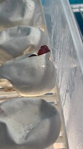 Hatching has started for one clutch of albino Northwestern carpet pythons (Morelia s variegata) pythons in my private collection. Take a look at what’s happening ￼witness a snakes first breath, tongue flick & a yawn 👍🐍 | Southern highlands & south coast snake catchers