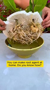 Good tips to help roots grow well #planting #gardeninspiration #gardeningideas #planthacks #plants | Gardening Tips