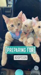 99K views · 7.7K reactions | Cat Training -- Car Rides Car ride...