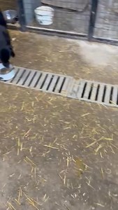 Här hjälps Irena och Laza 2 med att dela ut portioner med kokt nötfärs till alla hundarna . | Adoptera en hund
