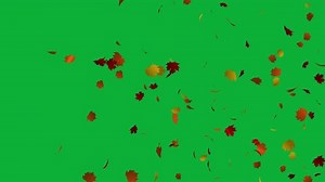 Colorful Maple Leaves Animation 4k Ultra Stock Footage Video (100% Royalty-free) 1100170301 | Shutterstock