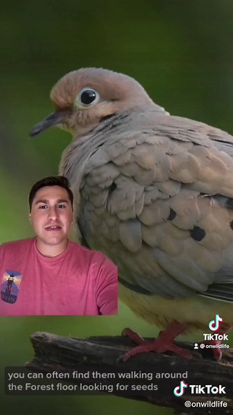 On Wildlife Podcast on TikTok