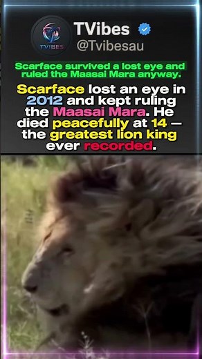 He Lost an Eye in Battle and Ruled the Savannah Until 14 — The Greatest Lion Ever Recorded.