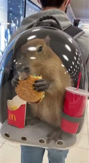 Why is there a capybara eating McDonald’s in a backpack??