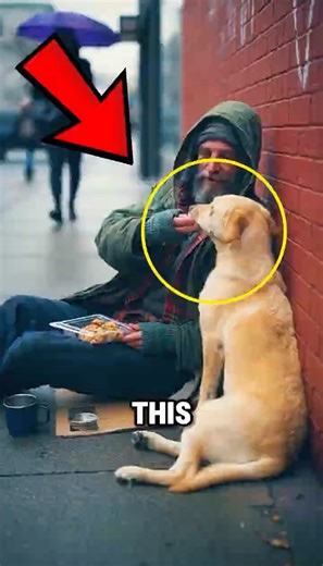 Why This Stray Dog Chased An Ambulance For 12 Miles..‼️