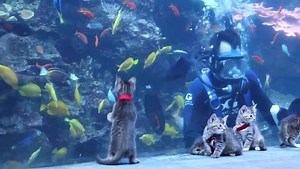 2.4M views · 6.8K reactions | A PURRFECT DAY! A litter of kittens went on a field trip to the Georgia Aquarium, while it is closed due to the coronavirus pandemic, and it was magical.  STORY: https://bit.ly/2VewAAK Video: Atlanta Humane Society | Fox 5 DC | Facebook