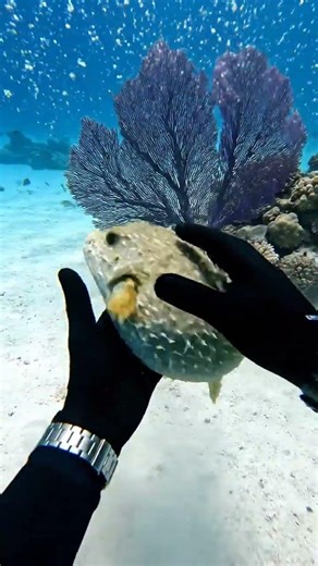 Amazing Pufferfish Inflation Underwater! 🐡🌊