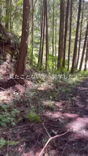 イノシシ猟のワナを見学した#田舎暮し #限界集落 #いのしし #猟師 #shorts #japanese landscape#毎日投稿
