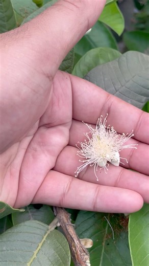 guava flower growing journey‼️ bud to fruit 🍐🌸 #shorts #trending #shortsvideo