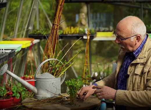 Eau de saule : faites-la vous-même pour des boutures réussies !