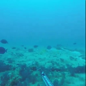 11M views · 35K reactions | Florida has Giant Grouper Living in Shipwrecks | Ryan Myers Spearfishing | Facebook