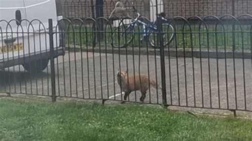 Fox tries its best to catch a clever squirrel *amazing video*