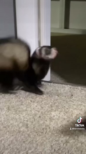 Maniac war dancing #ferret #ferretsoftiktok #maniac #dancing