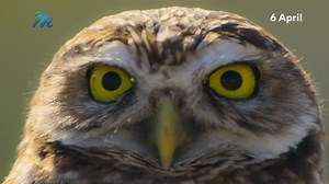 3.7K views · 26 reactions | We know that voice! 朗 Tom Hanks narrates #TheAmericas, a new documentary exploring the magnificent wilds of North and South America. Watch it tonight at 18:00 on #MNet101 or stream on DStv Stream. 年玲怜黎簾呂蓮 #StayConnected Check out more here: tinyurl.com/5ypjnkuw | M-Net | Facebook