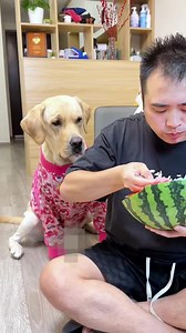 Gouzi I have never seen such a shameless person... #pet #dog #smartdog #funnydogs | Wangzi is very busy