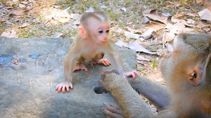 Mum and baby monkey talking each other really sweet | Good Or Bad