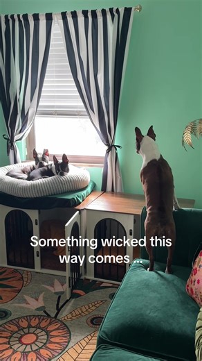 Boston Terrier's Hilarious Reaction to Mailperson