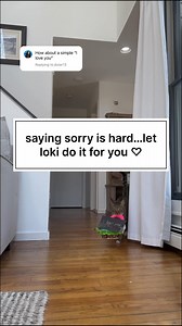 saying sorry is hard…let loki do it for you ♡ #lokimessagedelivery #catsofinstagram #funnycatsofinstagram #funnycat #cat #catlover | The Loki Show