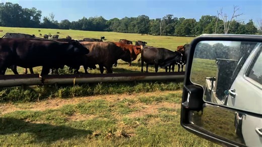 9K views · 75 reactions | Selling 8/25/25! 40 head of SS cows! They will be preg checked prior to sale! | Fort Smith Stockyards | Facebook