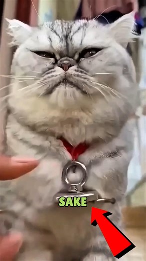 Magnetic Collar Cat Stuck Everywhere 😂🐱 #actingchallenge