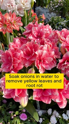 37K views · 440 reactions | 5 types of organic plant water that are easy to make #gardening #gardentools #gardeningtools #tool #tools #gardeningmakemehappy #handtools #cooltools #satisfying #gardeners #gardeninspiration #gardening #trees #tree #treesofinstagram #treestreestrees #treestagram #gardeningtips | Gardening Ideas | Facebook