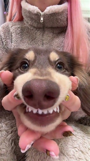 Cute Dachshund's Debut Dance Show! Dog Dachshund Adorable Dance