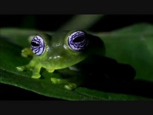 ジャングル(熱帯雨林)・緑の魔境 (01 of 02)