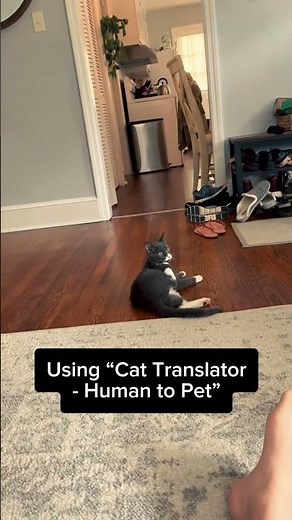 🔗Link in BIO. Try Cat Translator - Human to Pet.