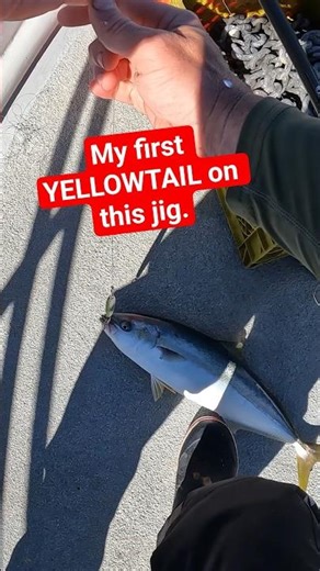 This was my FIRST yellowtail on this JIG. 🤯
