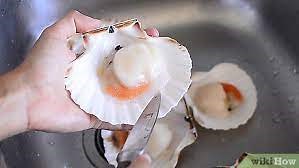 How long do scallops last after thawed? [2025] | QAQooking.wiki