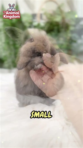 Rabbit Breeds Vets Recommend for First-Time Owners