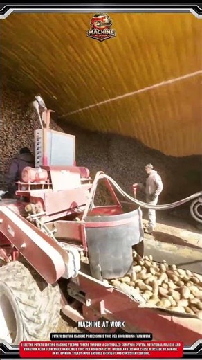 Potato Sorting Machine Processing 5 Tons Per Hour During Farm Work