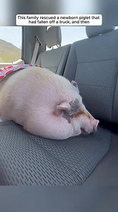 292K views · 6.6K reactions | This family rescued a newborn piglet that had fallen off a truck and then. #animals #rescue #pig | The Furry Future | Facebook