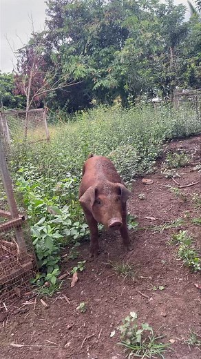 22K views · 293 reactions |  Élevage plein air – Duroc & Noir Pei à...