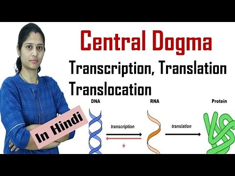 Central Dogma | Protein synthesis | Transcription | Translation | Translocation | NEET