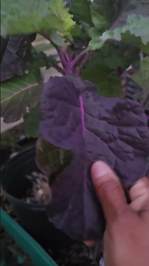 My purple tree collard