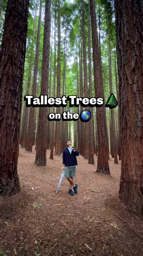 Devang Sethi | The Punjabi Wanderer on Instagram: "USA nahi ja skta lekin feel to le hi skta hu 😂 Booked this tour on @getyourguide to visit these giants in Melbourne and then try some wine tastings in Yarra Valley @getyourguidecommunity #australia #melbourne #travel #getyourguide #getyourguidecommunity"