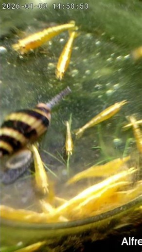 PREDATOR INCURSION: Assassin Snail 🐌 Vs Colony 🦐