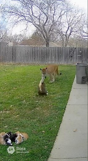 Brave Mother Cat vs the Jaguar 🐱🐆 #cctv #lol #cat