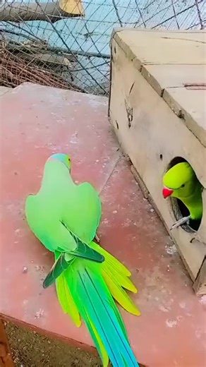 Transforming a Chain Link Fence with Paint: Before and After