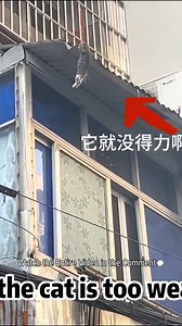A Cat Accidentally Fell from the Balcony, It Clung to the Roof Edge, Desperately Struggled, Cried for Help | Baby Cat
