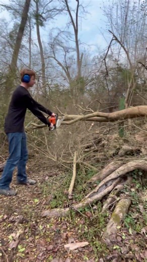 Cutting up tree with stihl ms 180 chainsaw